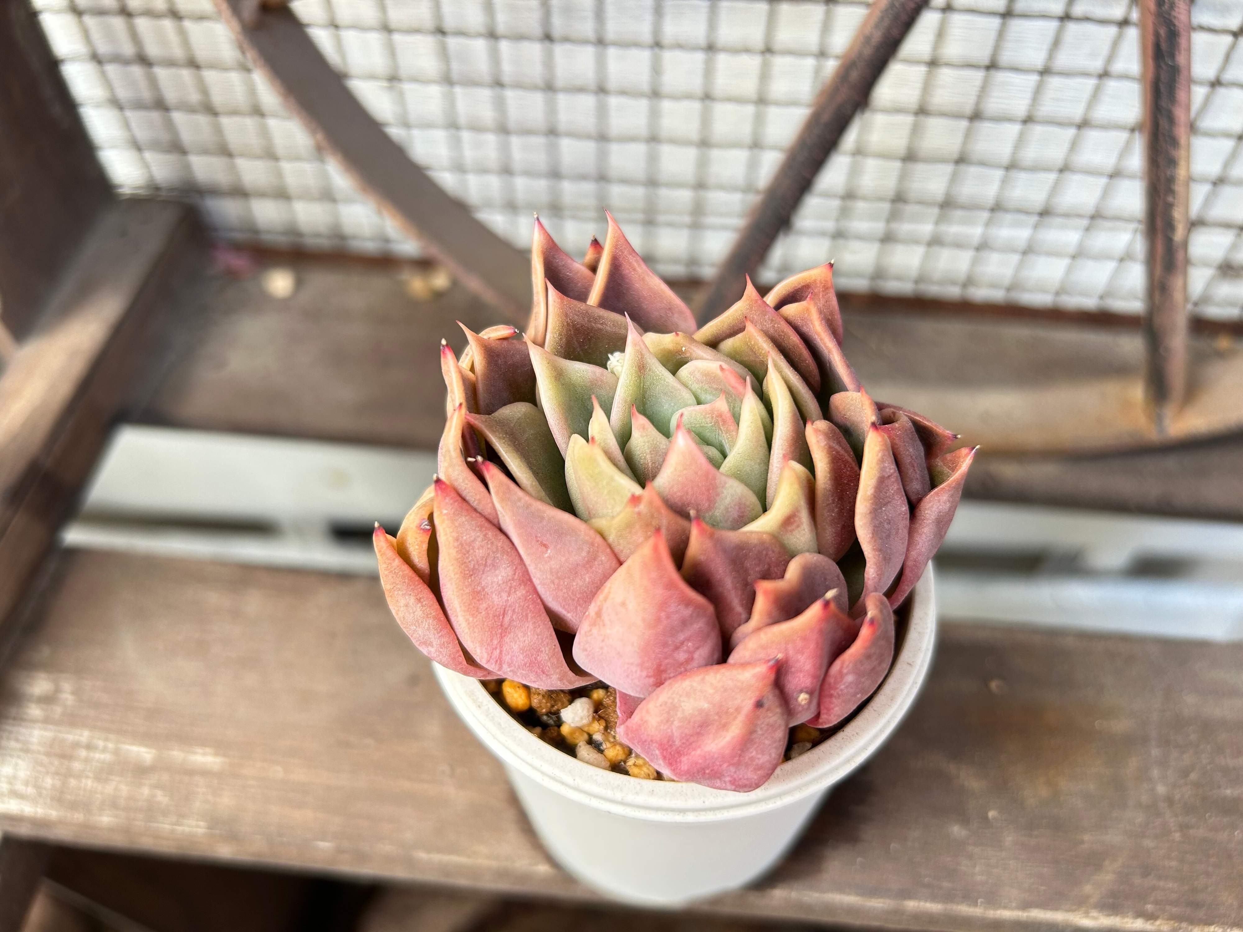 多肉植物　水やり　サボる