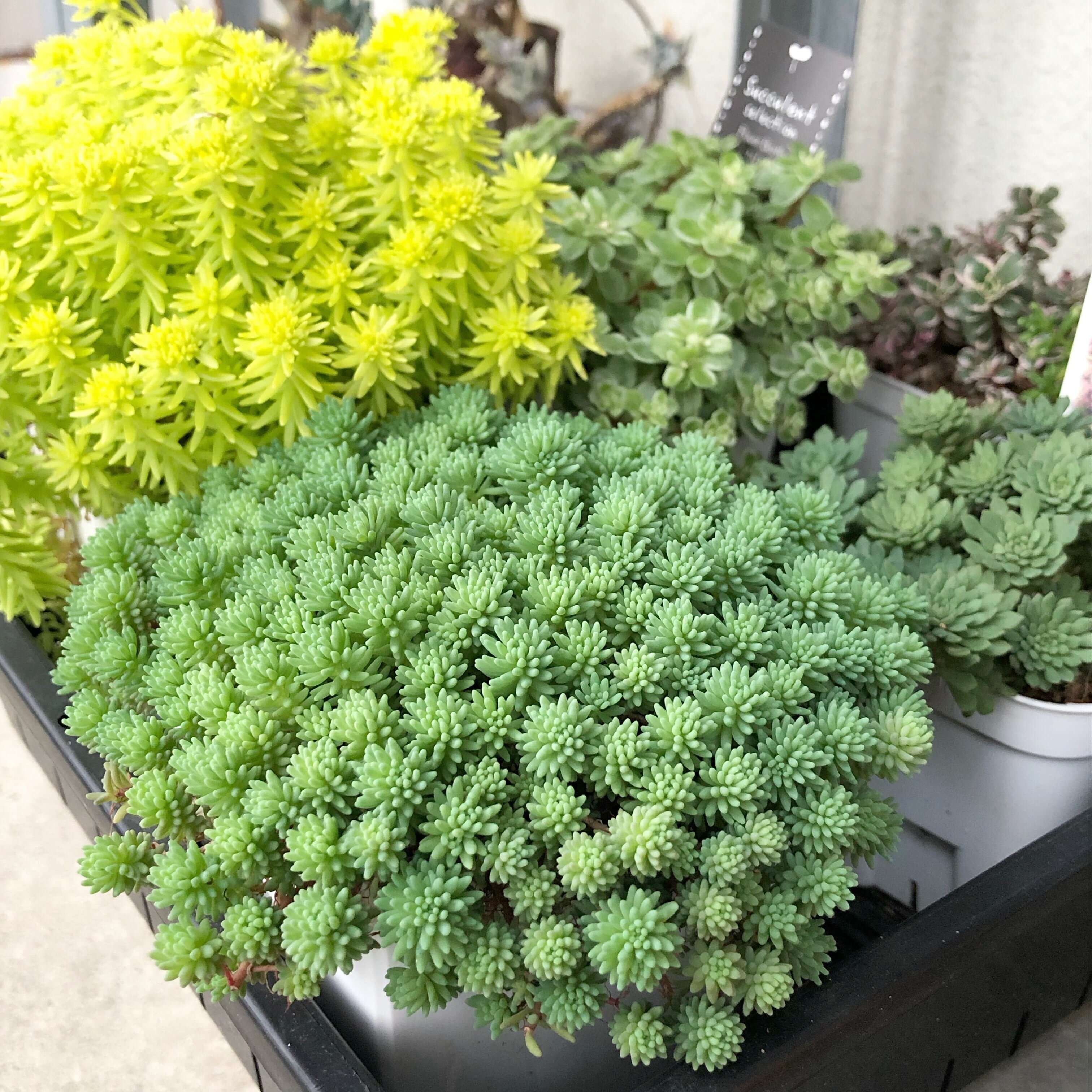 多肉植物　水やり　サボる