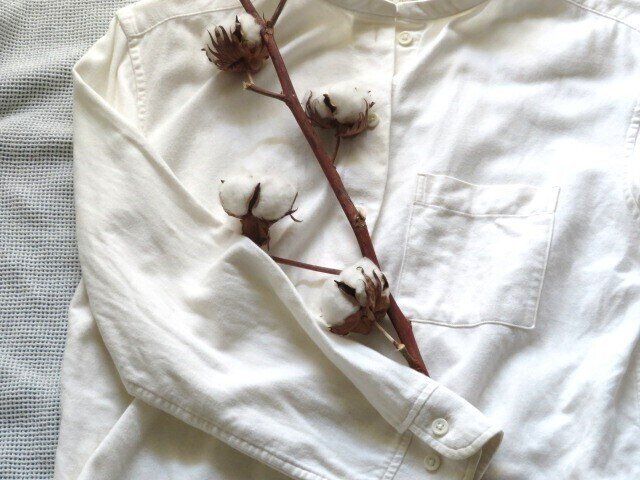 綿花とシャツ