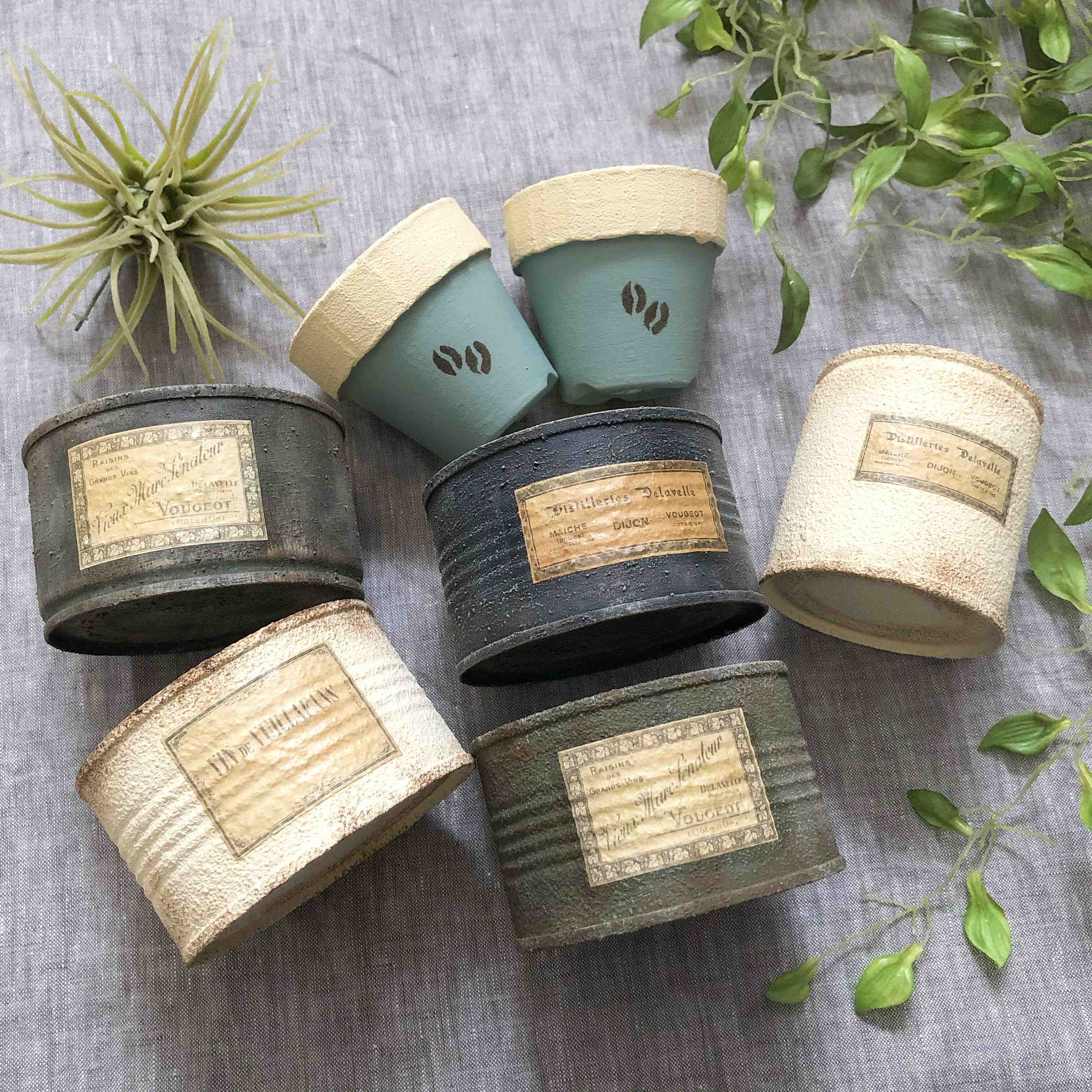 多肉植物 イベント