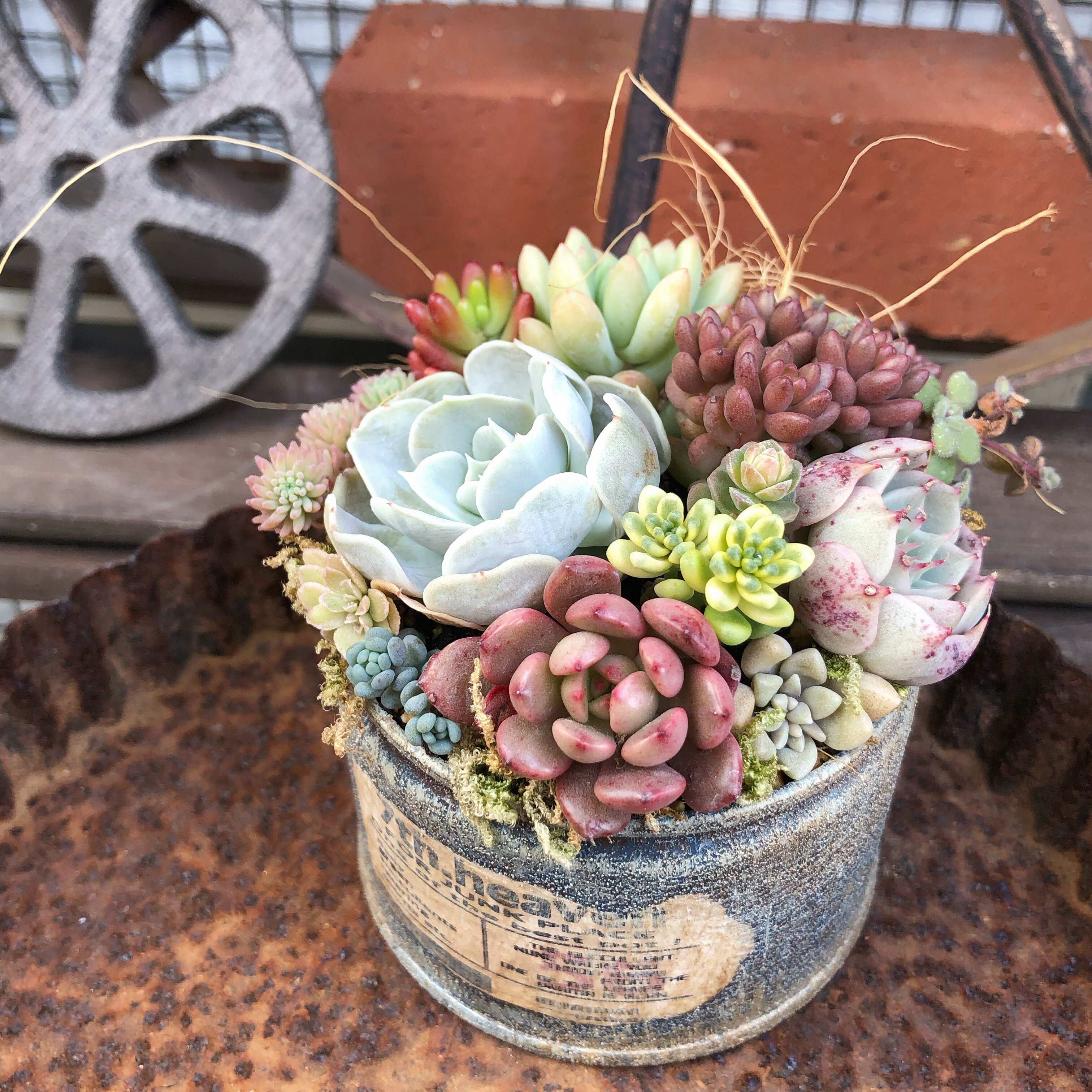 多肉植物 穴場スポット