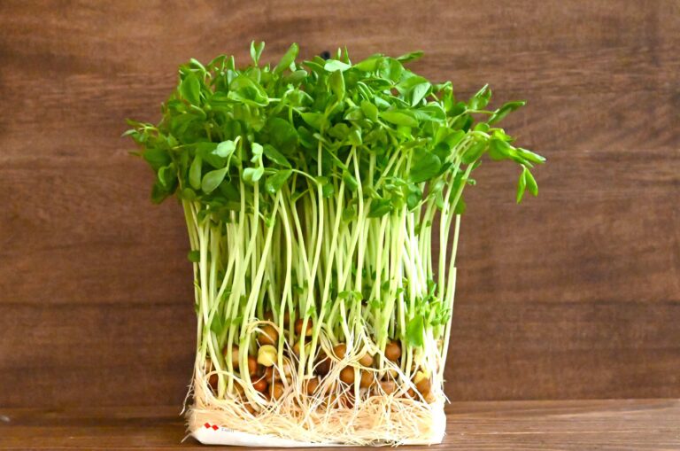 豆苗、根本から切ってない？水あげすぎてない？豆苗の正しい育て方＆簡単レシピ