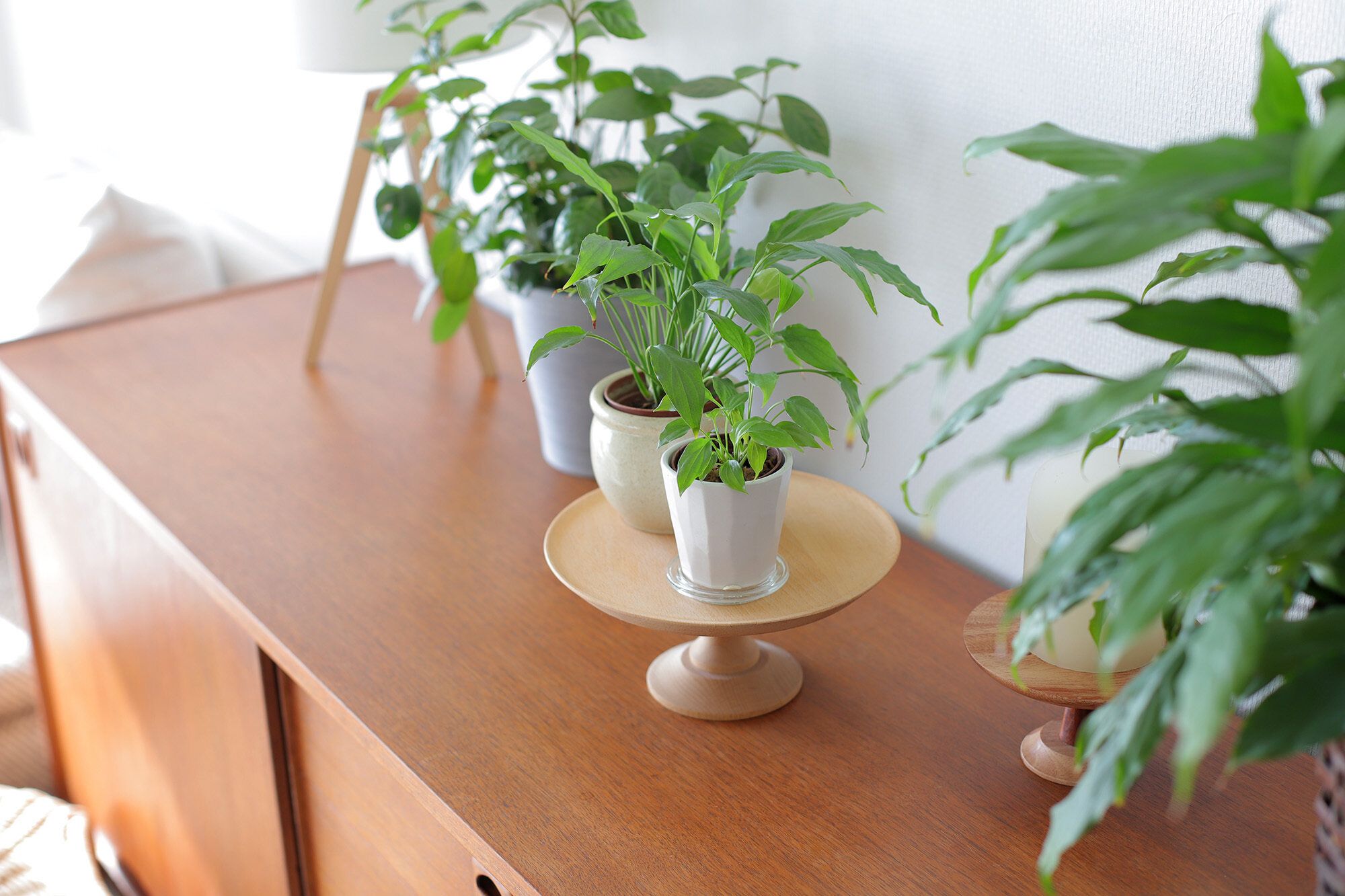 グリーンインテリア