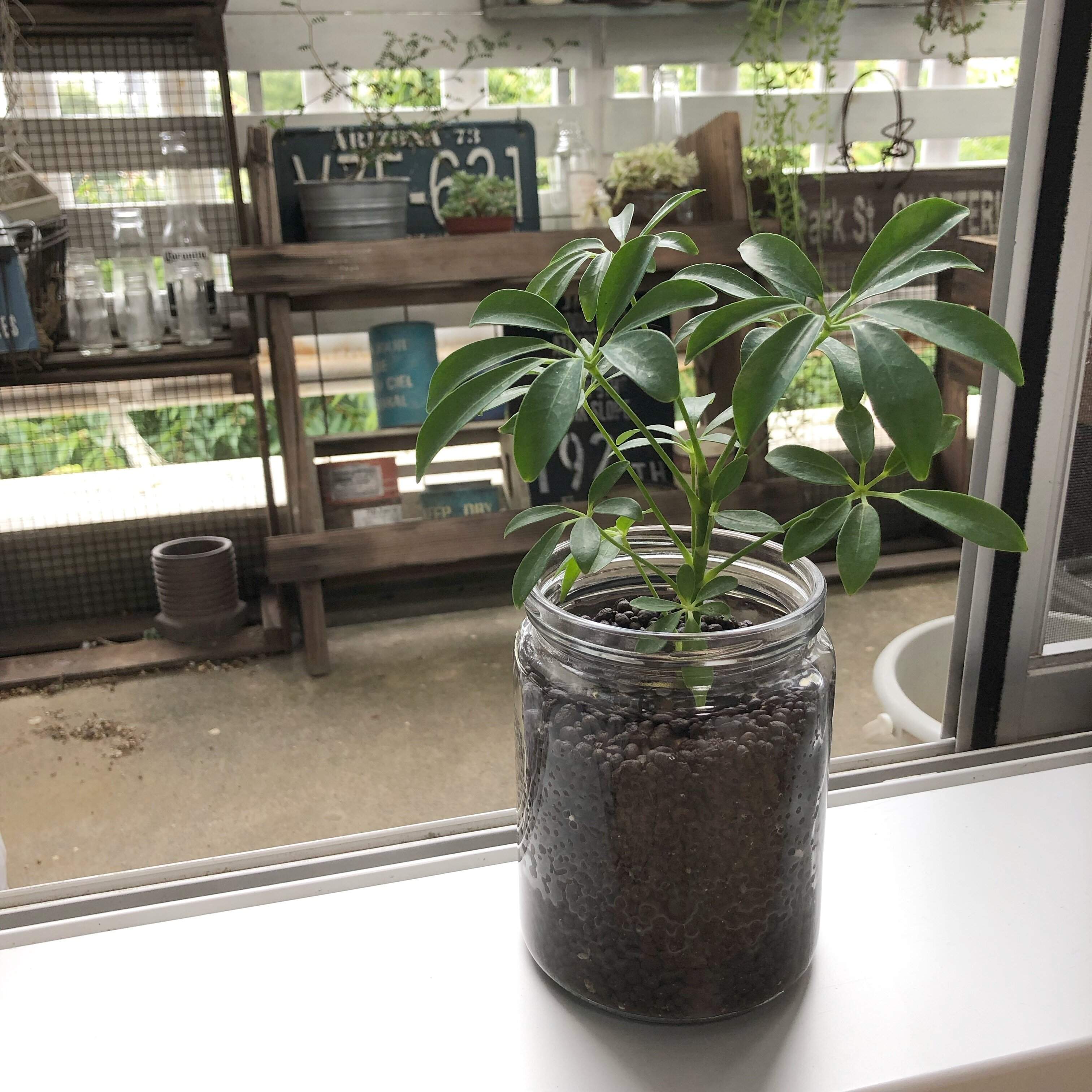 インテリア　観葉植物　育て方