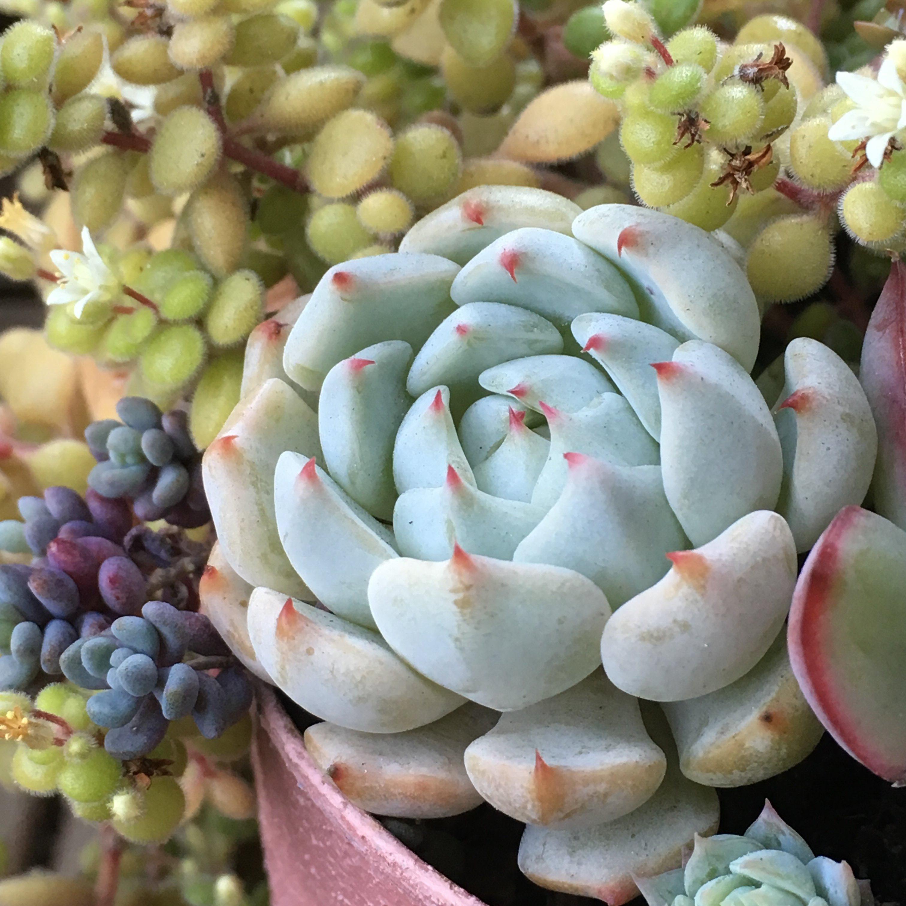 多肉植物 水やり サボる