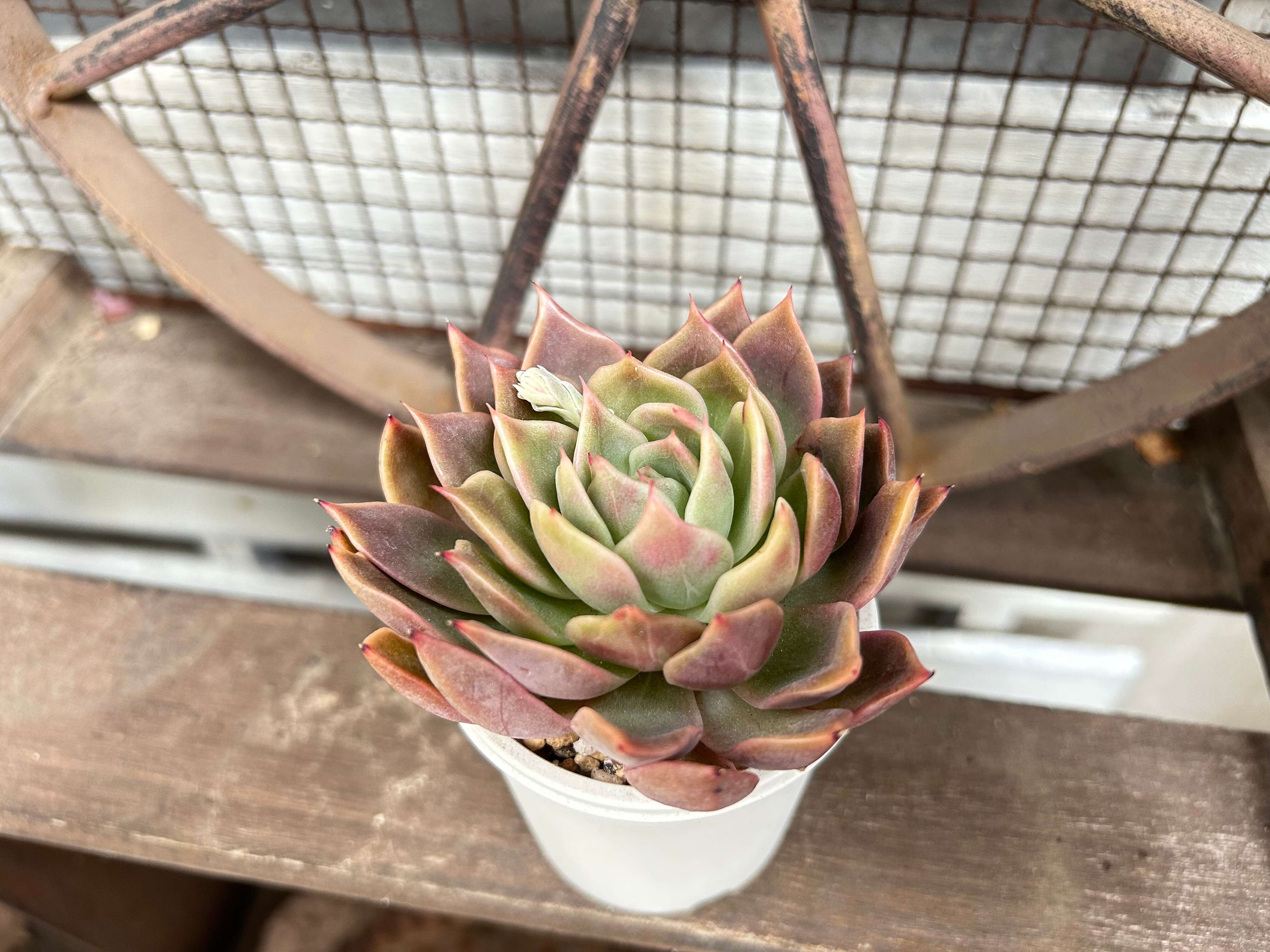 多肉植物 水やり サボる