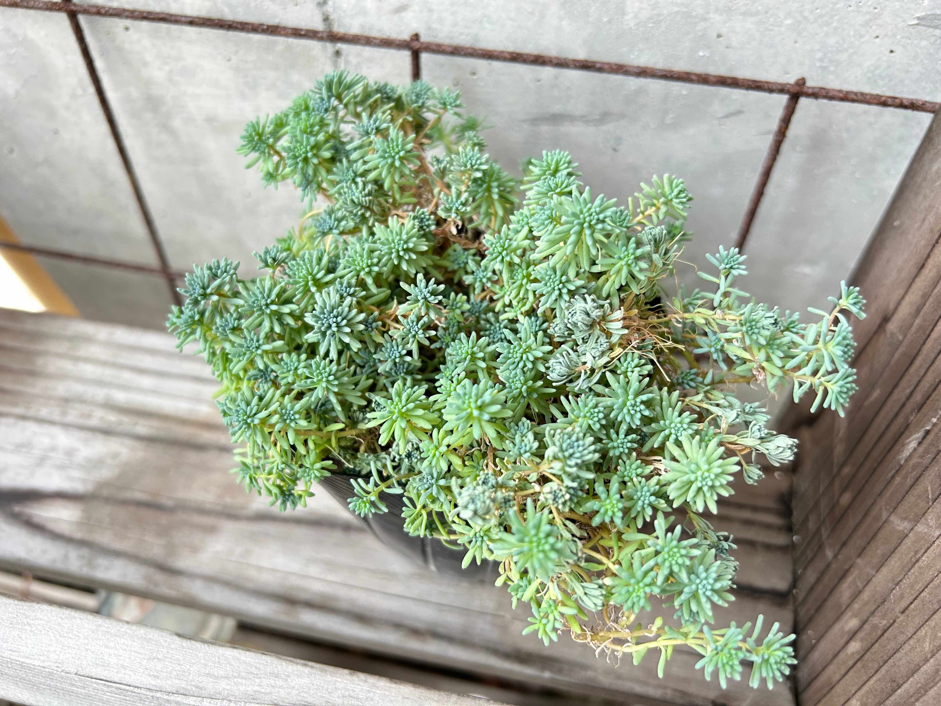 多肉植物 水やり サボる