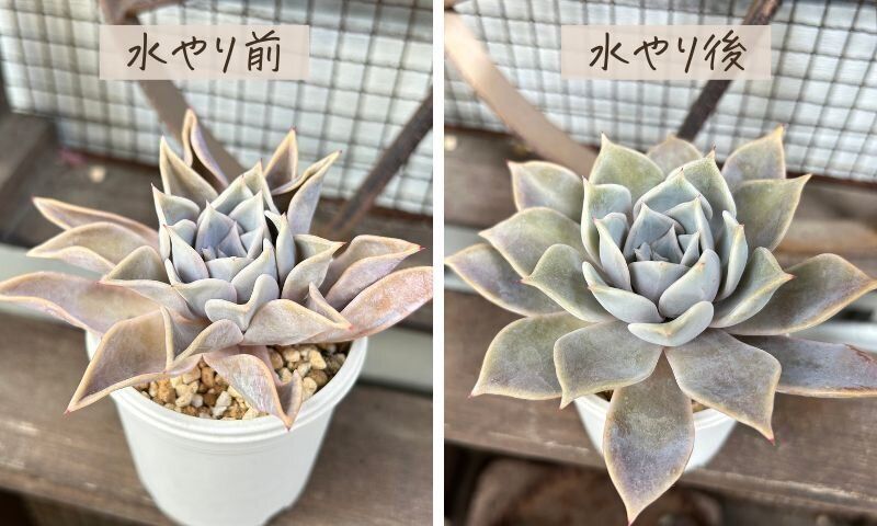 多肉植物 水やり サボる