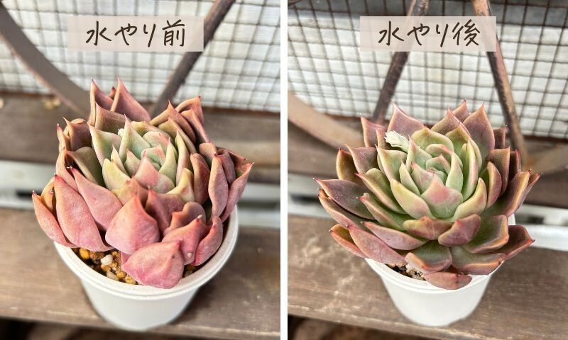 多肉植物 水やり サボる