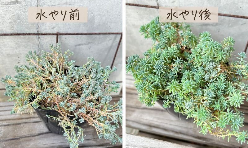 多肉植物 水やり サボる