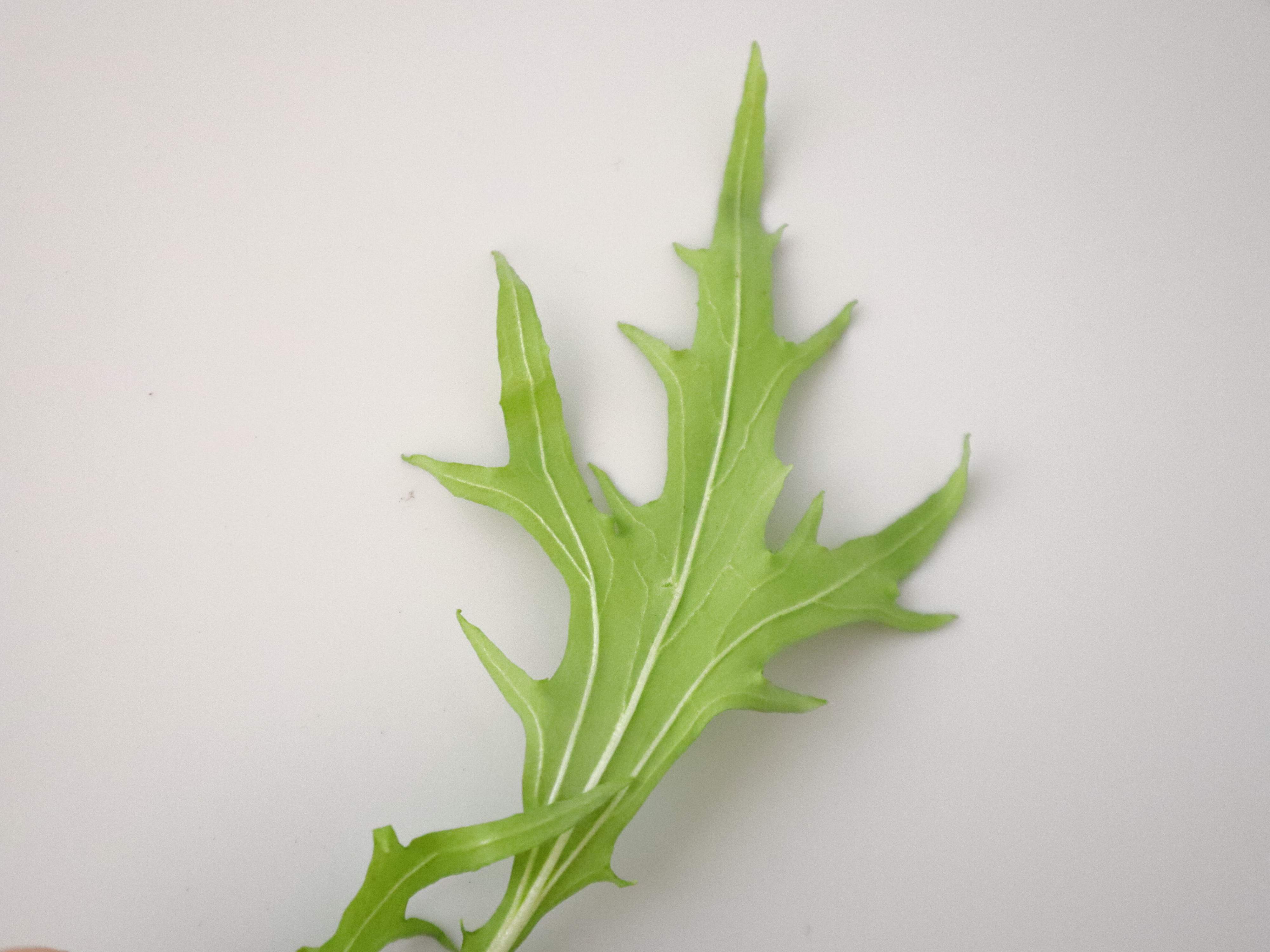 葉脈がくっきりしている