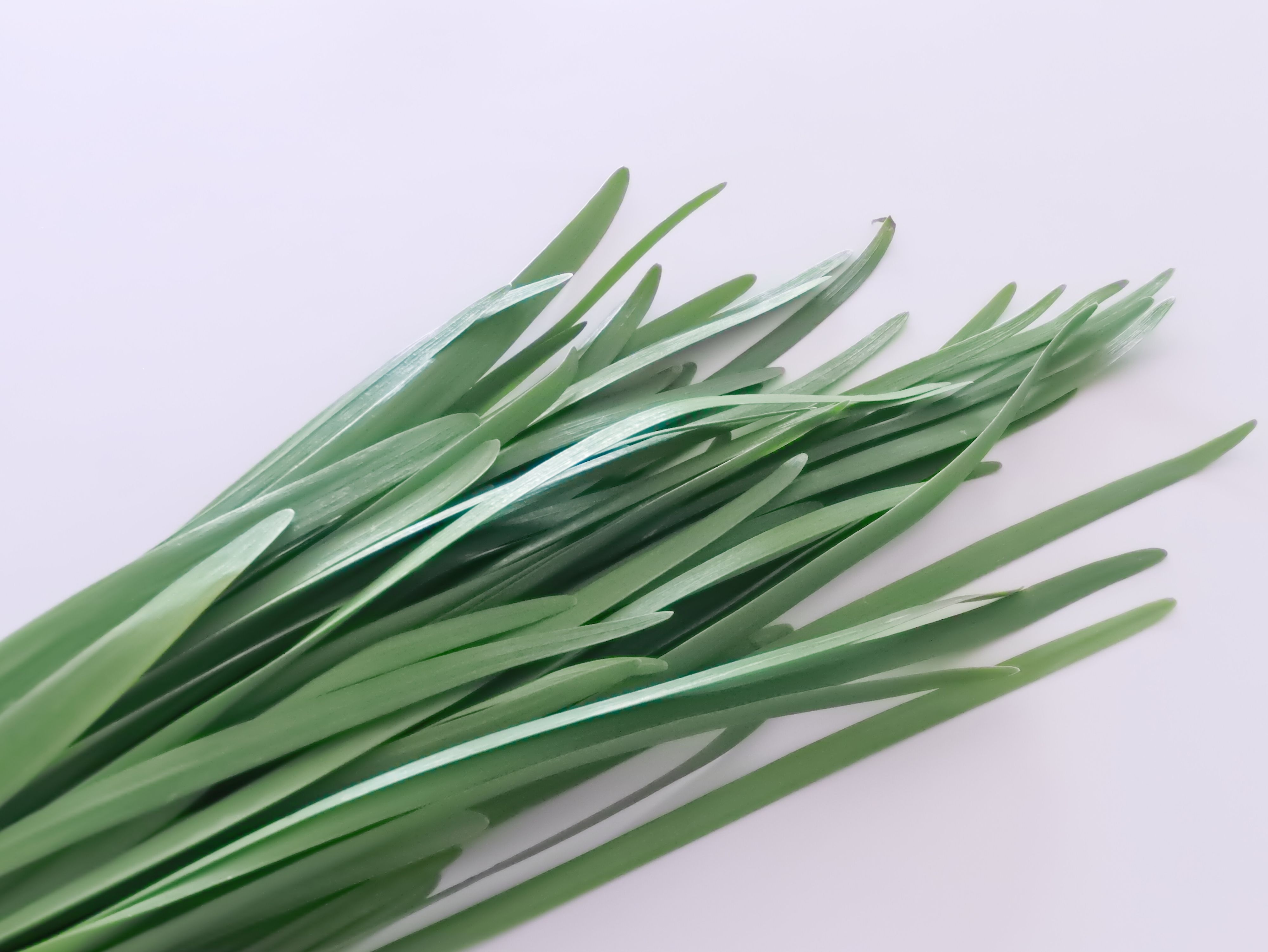 葉先までピンとしている