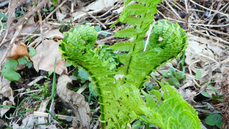 春に山菜を食べるのは「合理的」だった！旬の味覚で体を内側から動かそう：野菜ソムリエ解説