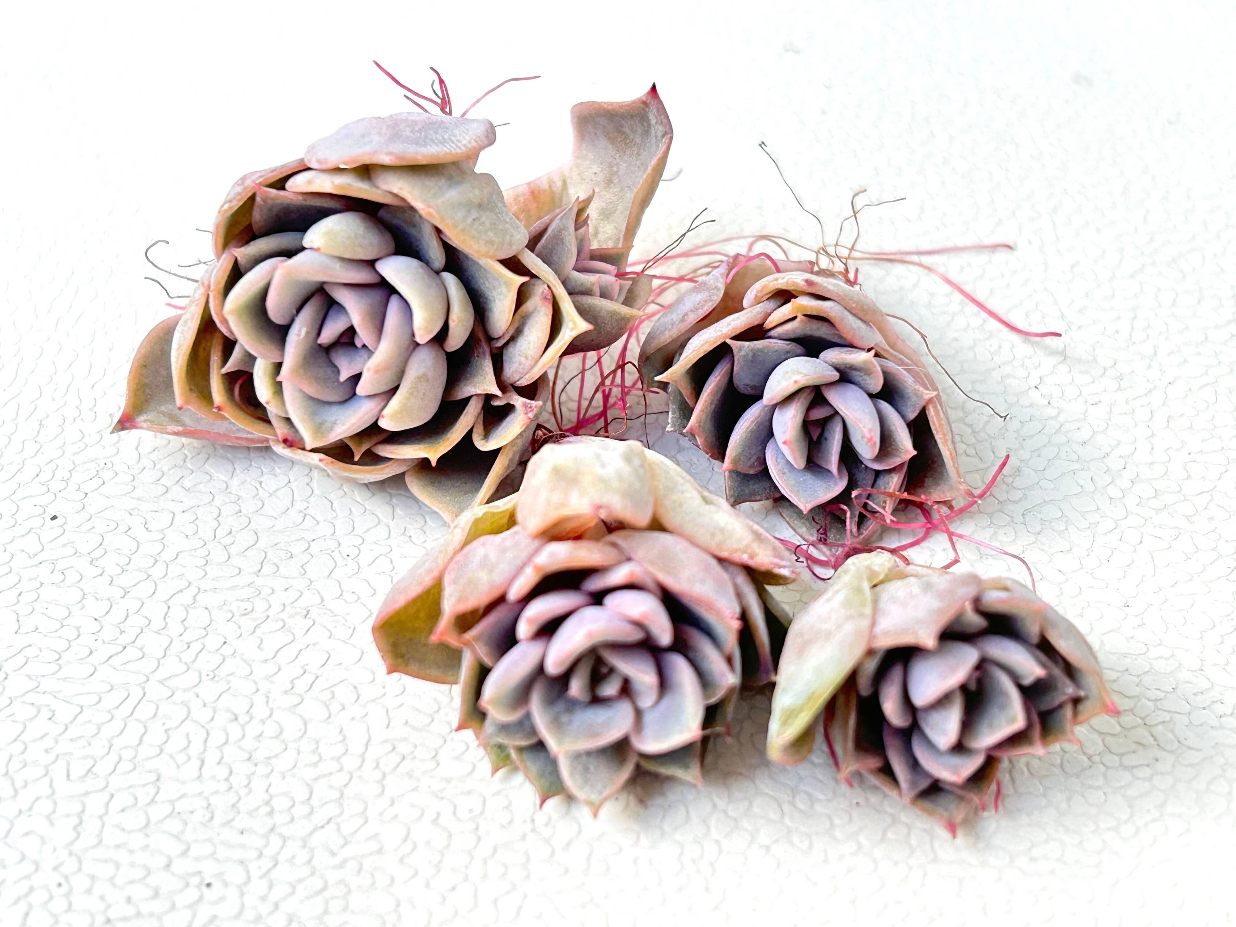 多肉植物　生命力