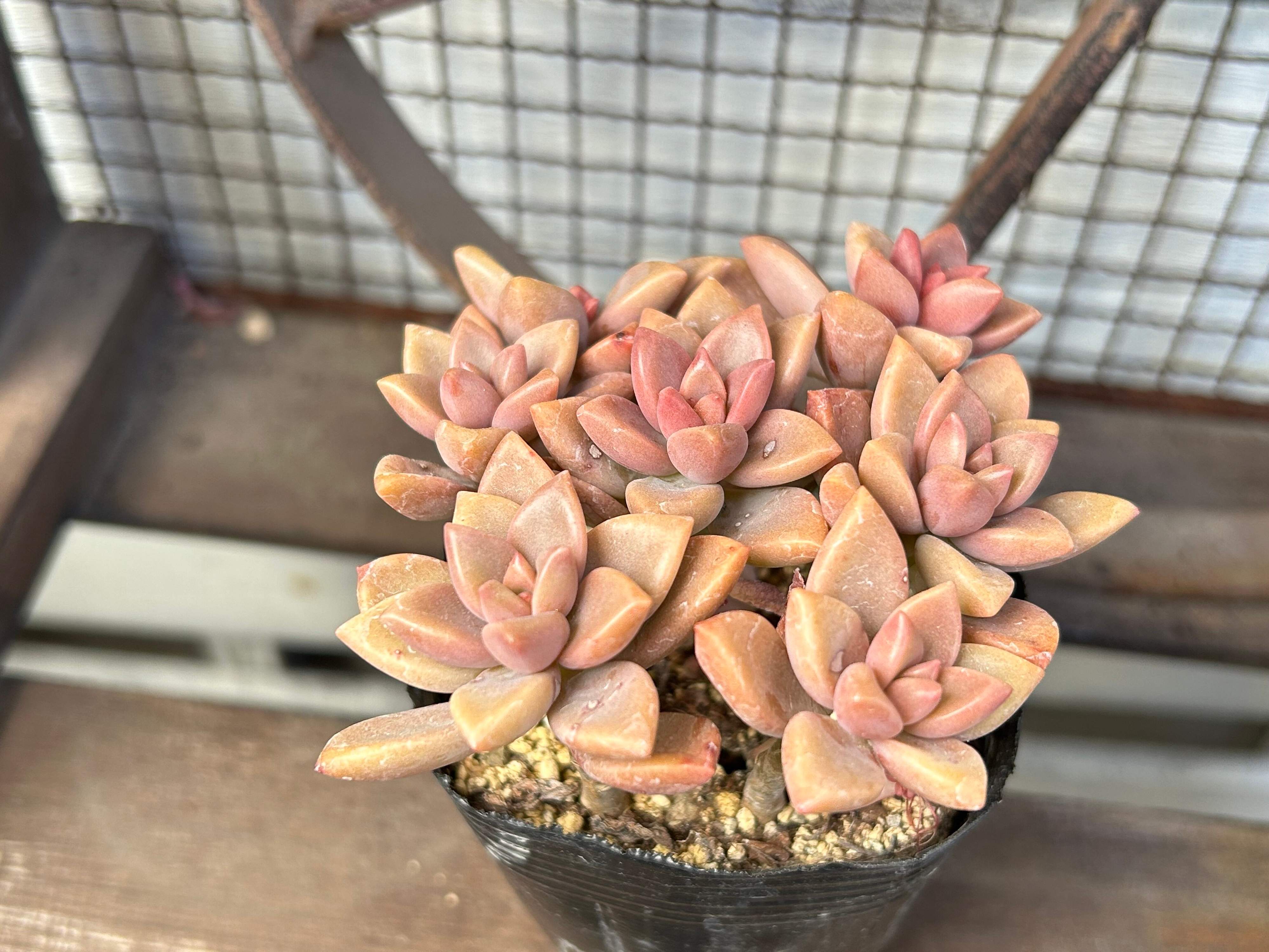 多肉植物　生命力