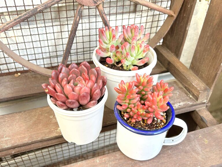 【多肉植物】即買い推奨！元気なピンクがかわいい「春色多肉」3選
