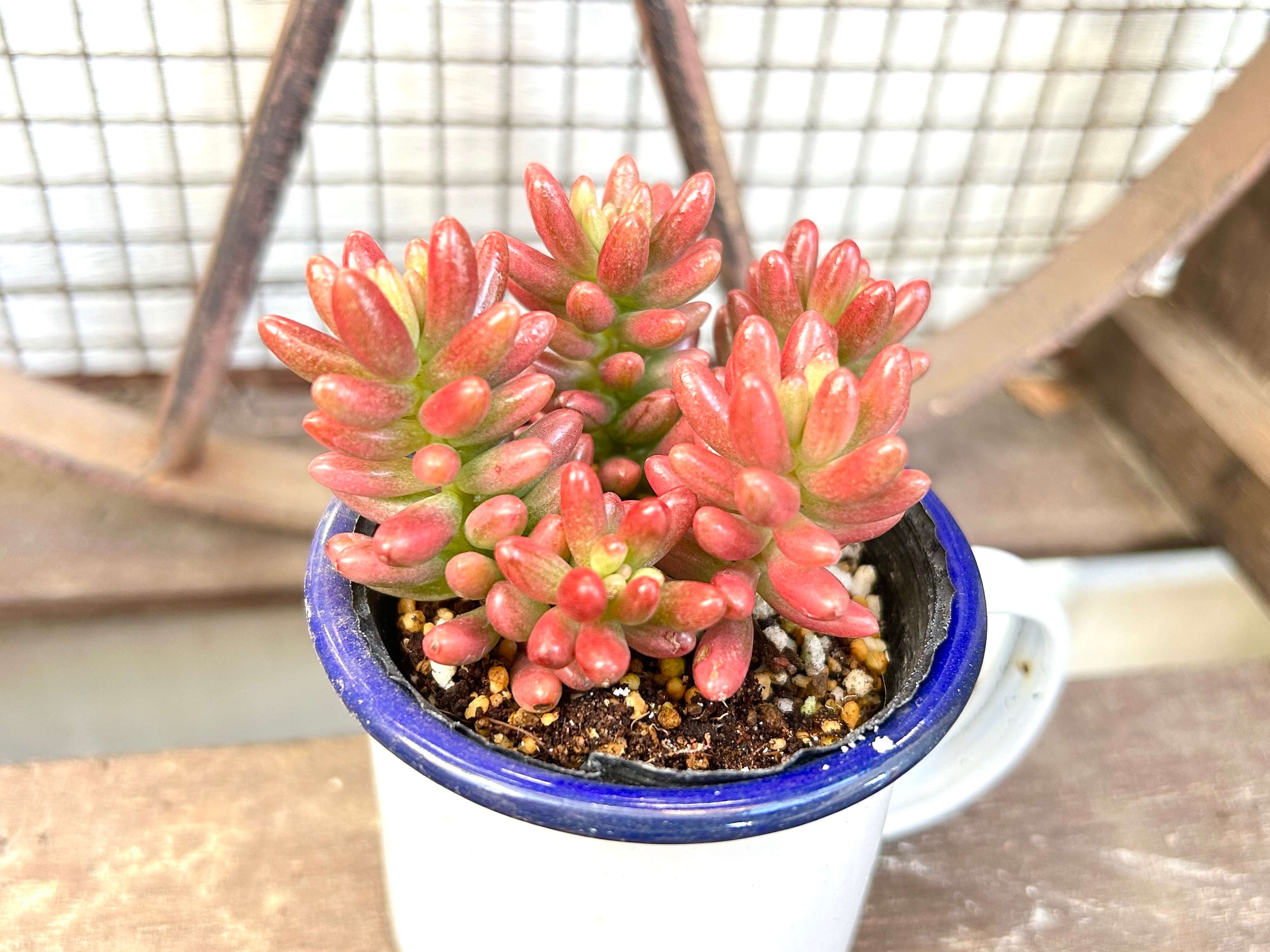 多肉植物　春　ピンク