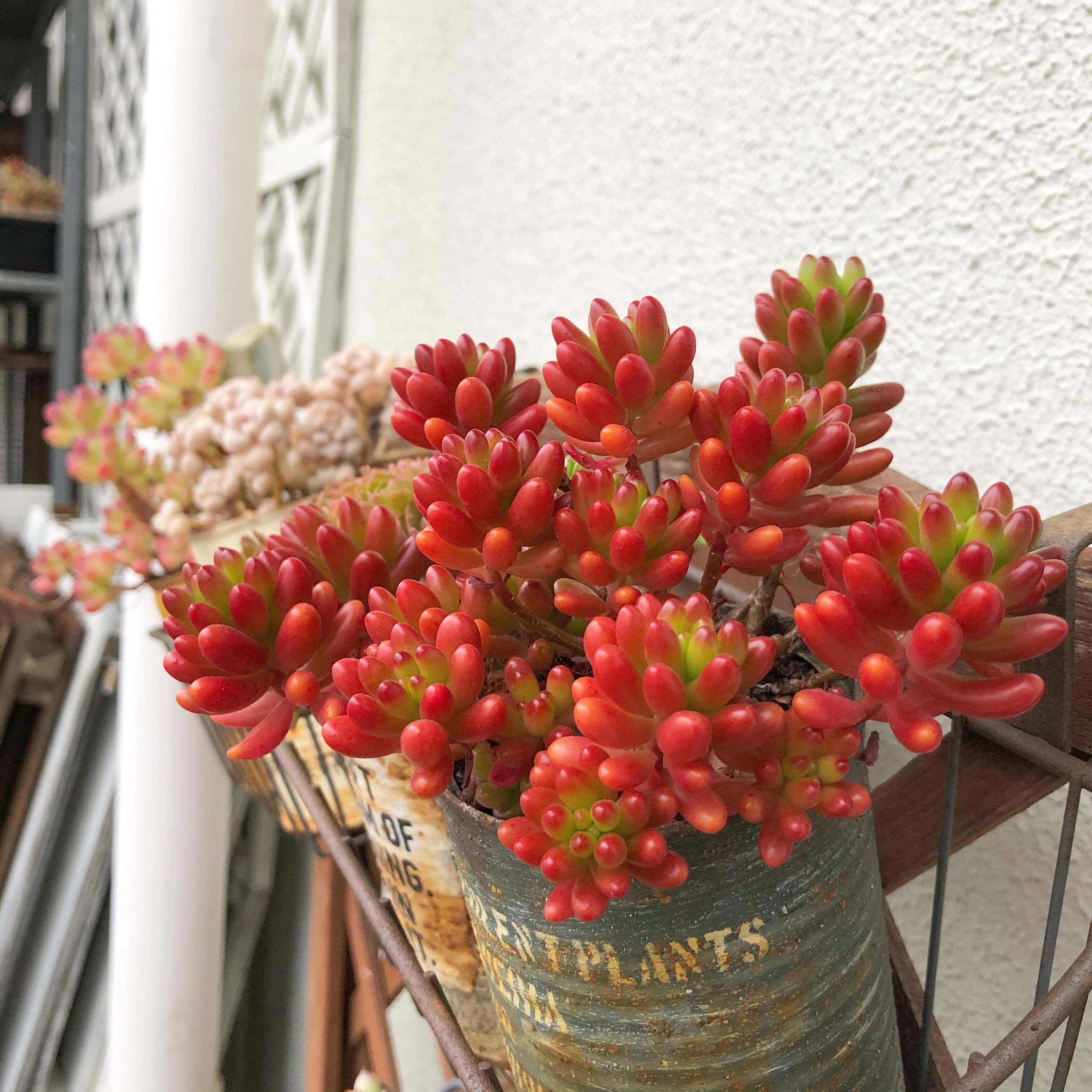 多肉植物　春　ピンク