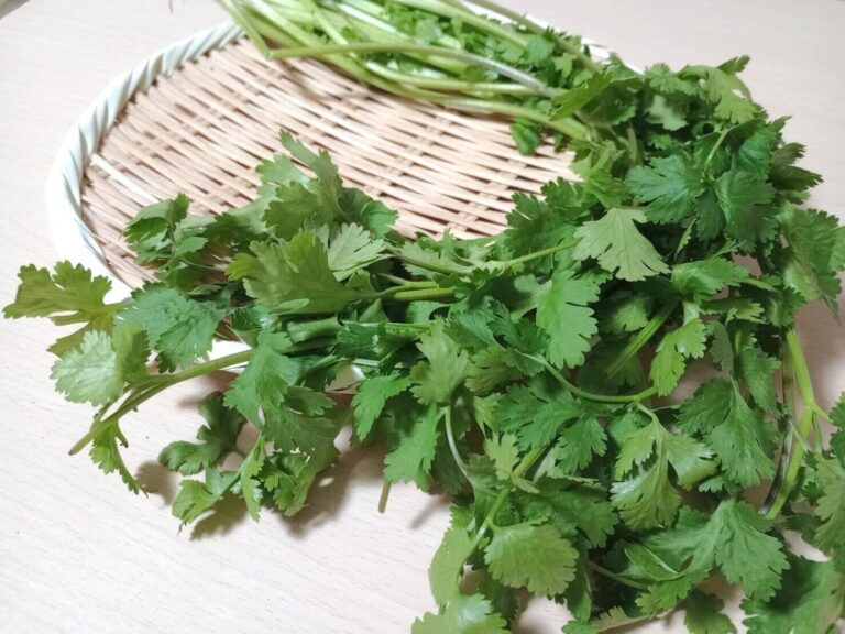 【旬食材】国産の旬がやってきた！自分好みを見つけるためのパクチーの選び方を野菜ソムリエが解説