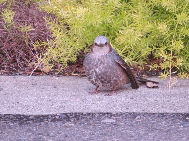 5月10日から愛鳥週間!元野鳥部が身近な野鳥の観察ポイントを紹介