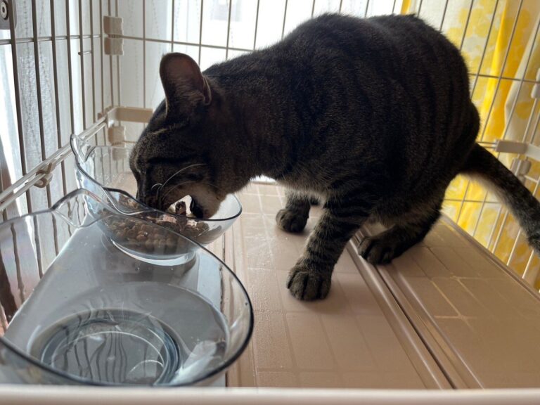 【THREEPPY】770円でも買い！かわいくて猫にやさしい食器みつけた！