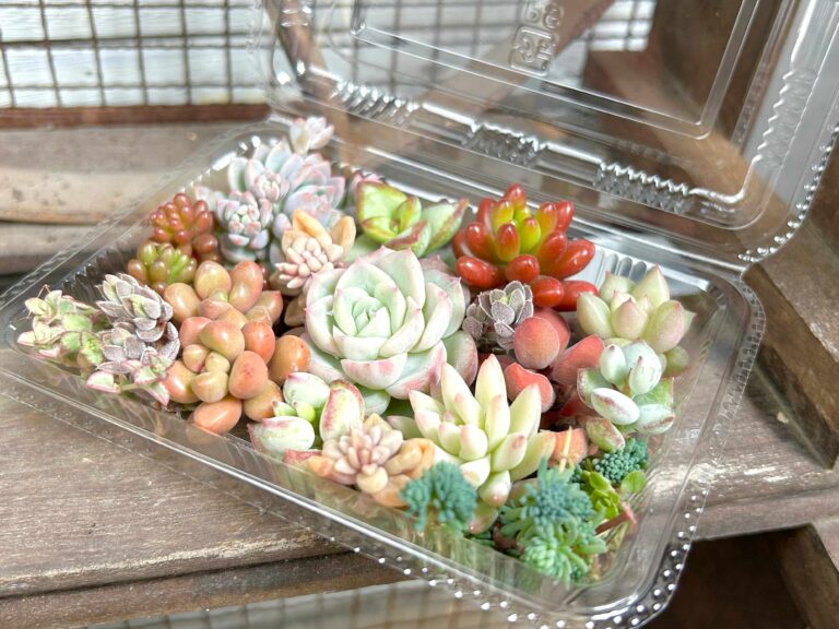 【多肉植物】プチプラ＆かわいい！フリマアプリで手に入る「多肉弁当」のススメ