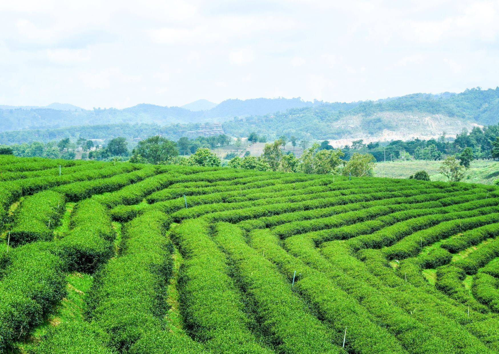 茶畑