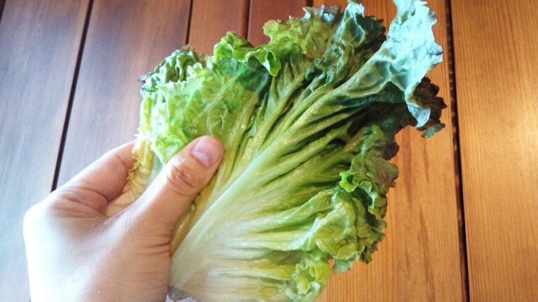 「レタス」があったらつくってほしい、野菜がたっぷりとれるヘルシー焼売！つくる際に選ぶべき品種もご紹介！