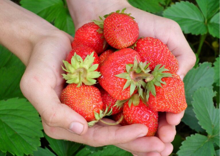 【じつは春が旬】いちごは優秀！大人女子が知っておくべき薬膳効果とは？