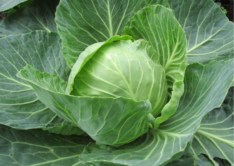 春キャベツは「若いうちに収穫したキャベツ」ではない！違いと選びかたを野菜ソムリエが解説