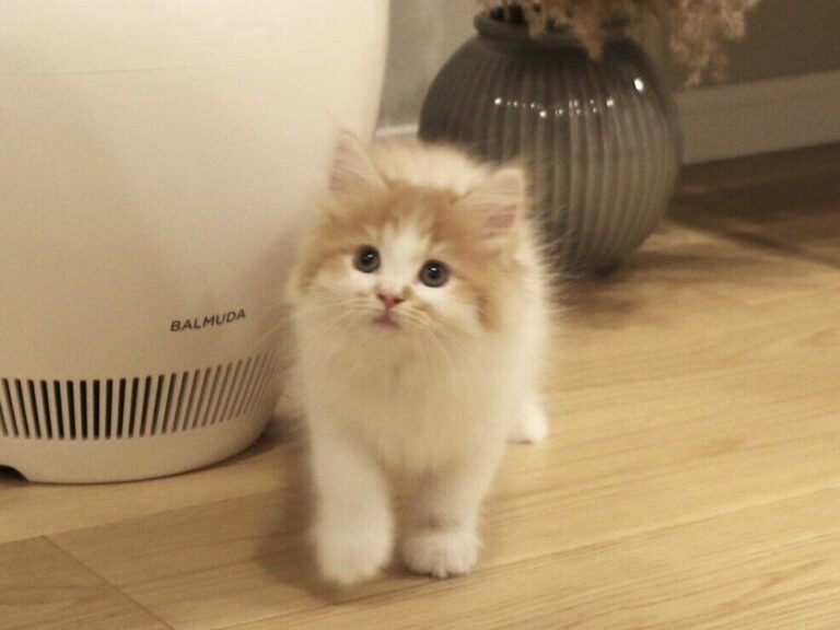 「誰が想像したか」手のひらサイズだった子猫のビフォー・アフターが驚きの変化で4.2万件のいいね