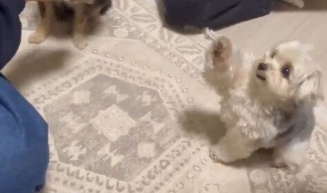 違う犬の「お手」につられる愛犬！おやつ欲しさに遠隔で前足を上げる姿に1.1万人の「いいね」が集まる