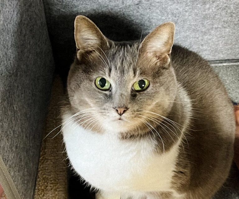 にゃんこvs飼い主の攻防戦！あたたかいパネルヒーターを静かに取り合う姿に6.1万人がほっこり