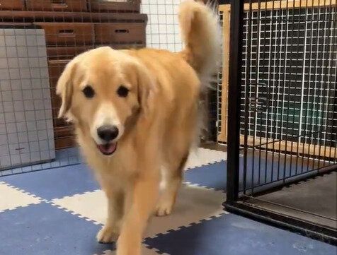 スマホで撮影されることにうんざりした大型犬　遊んでいるところを撮影しようとした飼い主に強烈なパンチで抗議