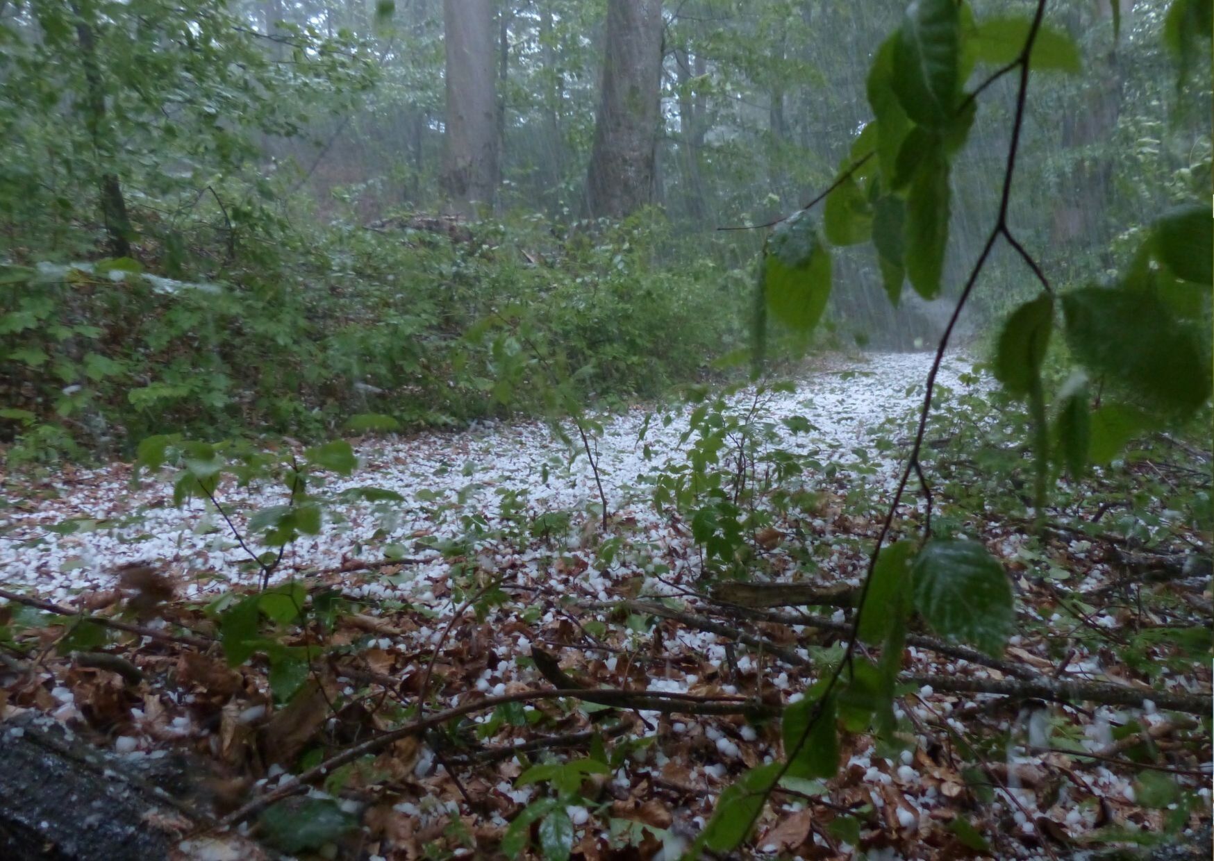 雹が降った地面