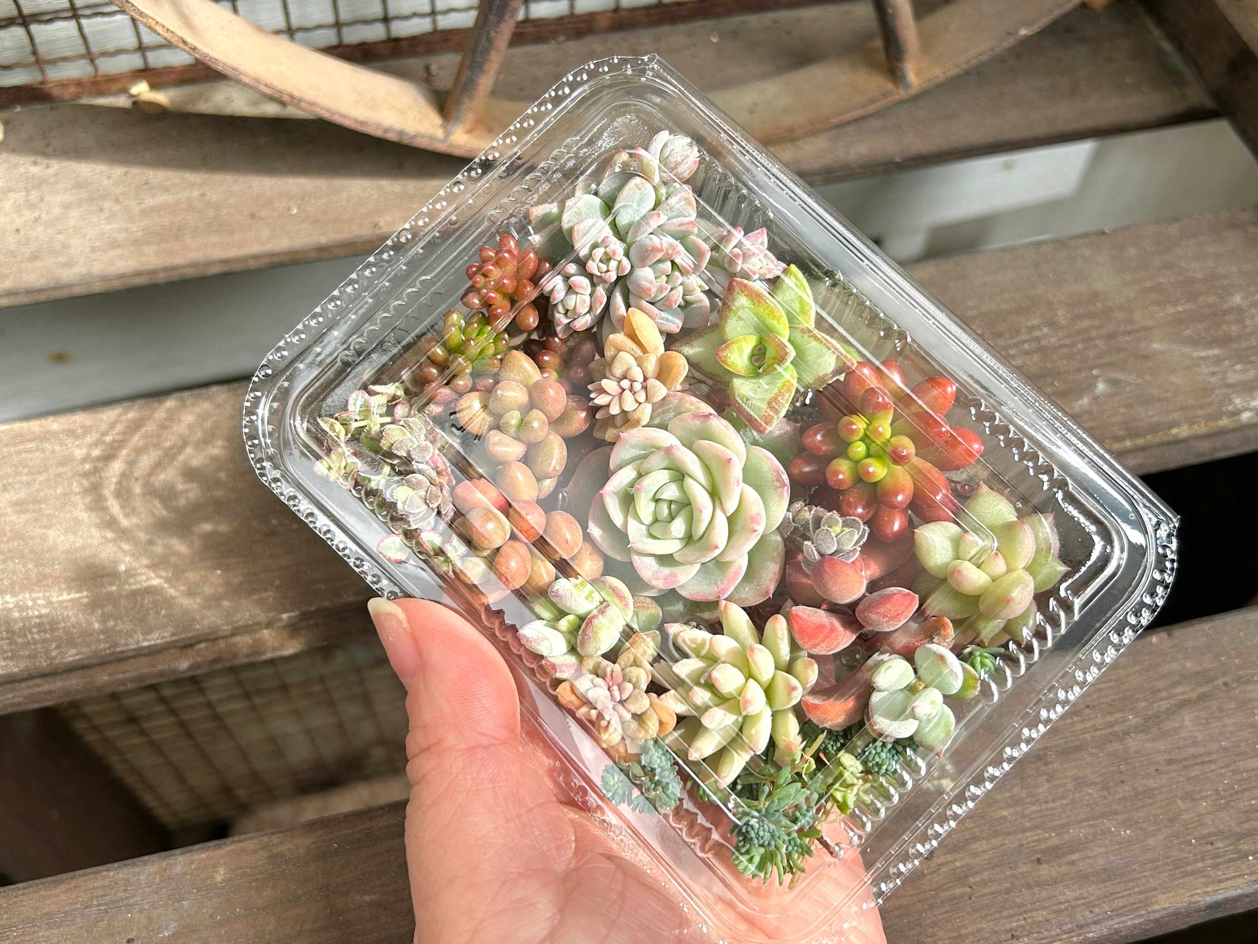 多肉植物　フリマアプリ　カット苗