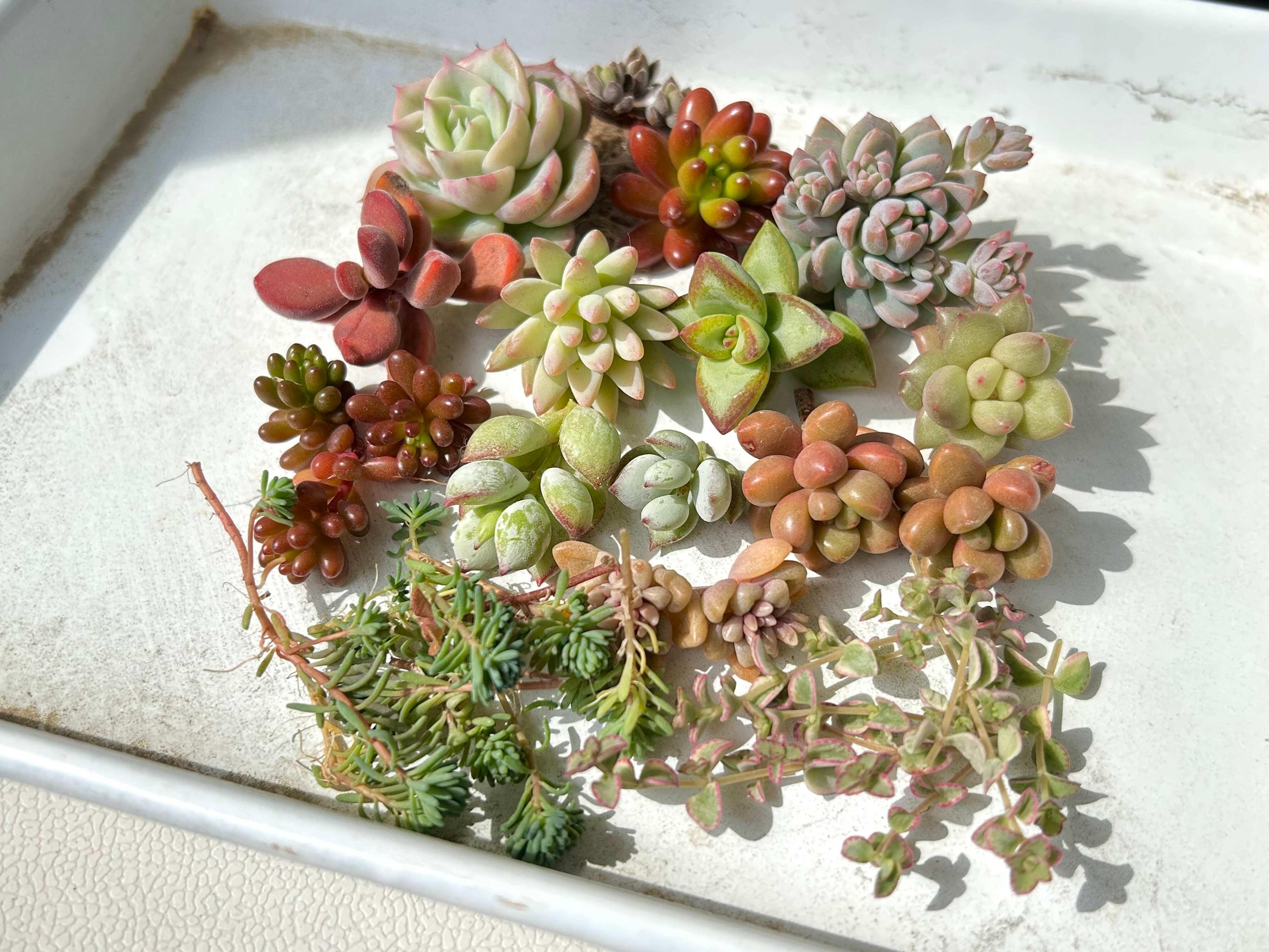 多肉植物　多肉弁当　カット苗