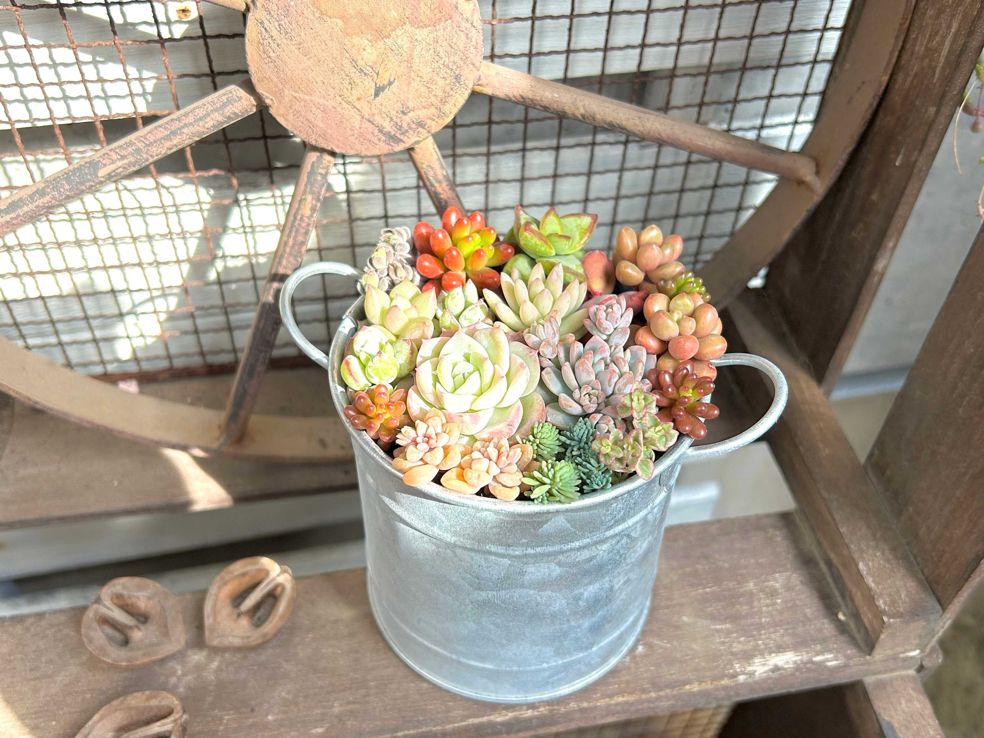 多肉植物　多肉弁当　カット苗
