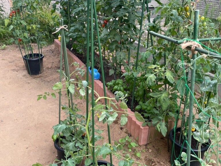 【家庭菜園】初心者にも！育てやすくて食費節約に役立つ野菜3選