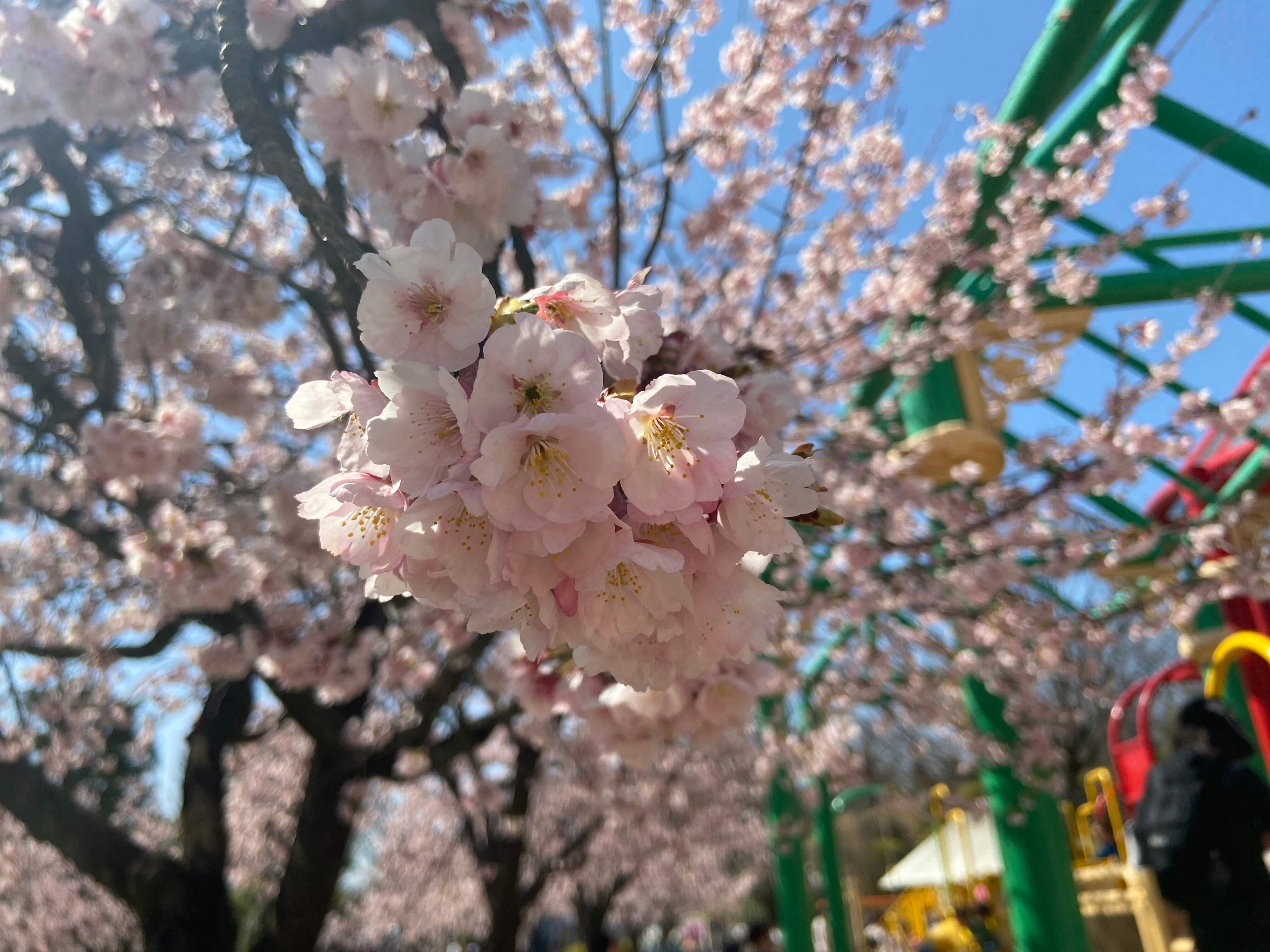 河津桜