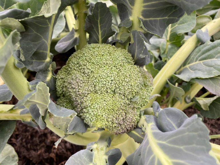 【農家ごはん】苦手野菜克服おかず！ブロッコリーは農家の食卓ではどう食べてる？