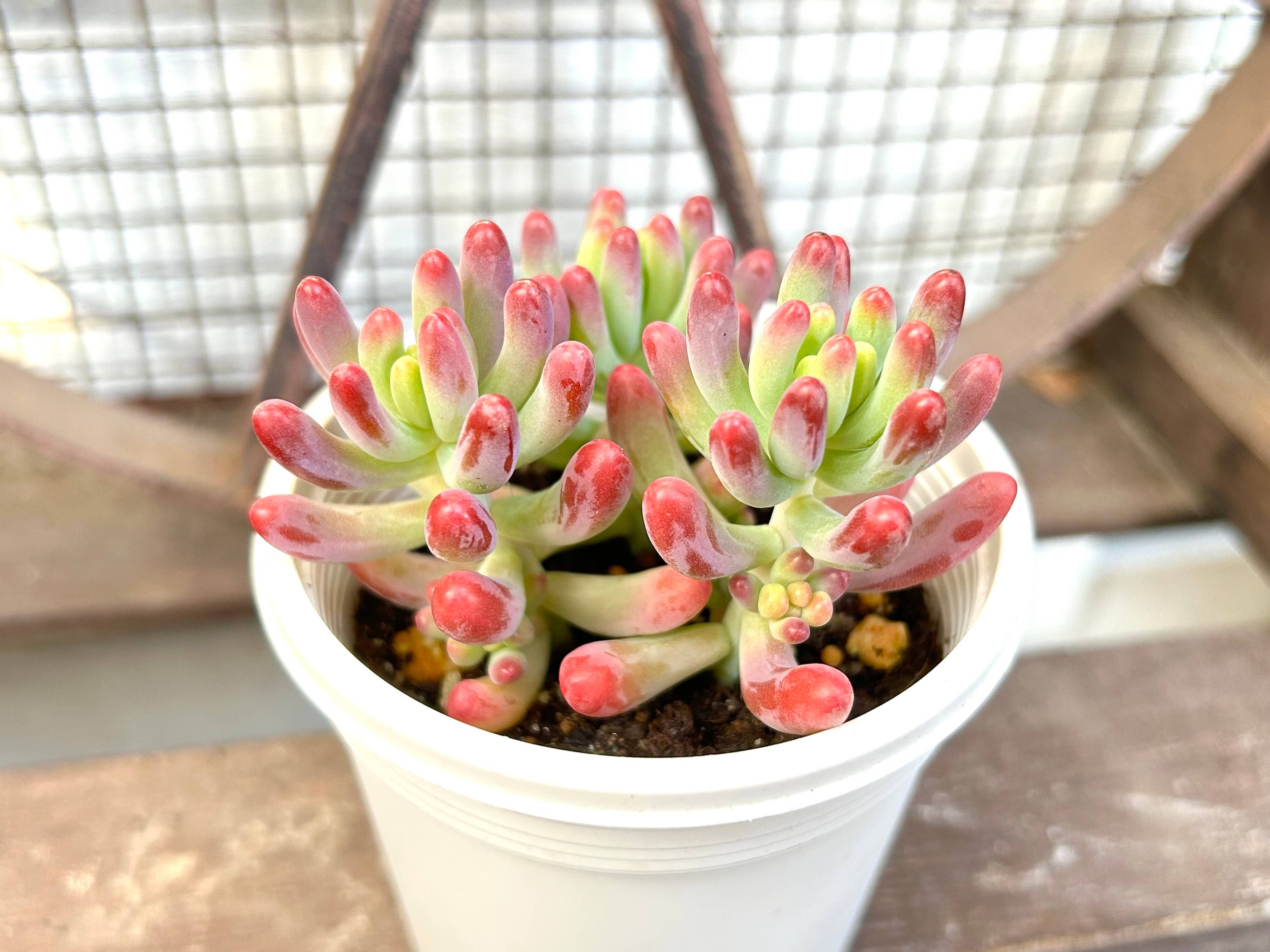 多肉植物 春 ピンク