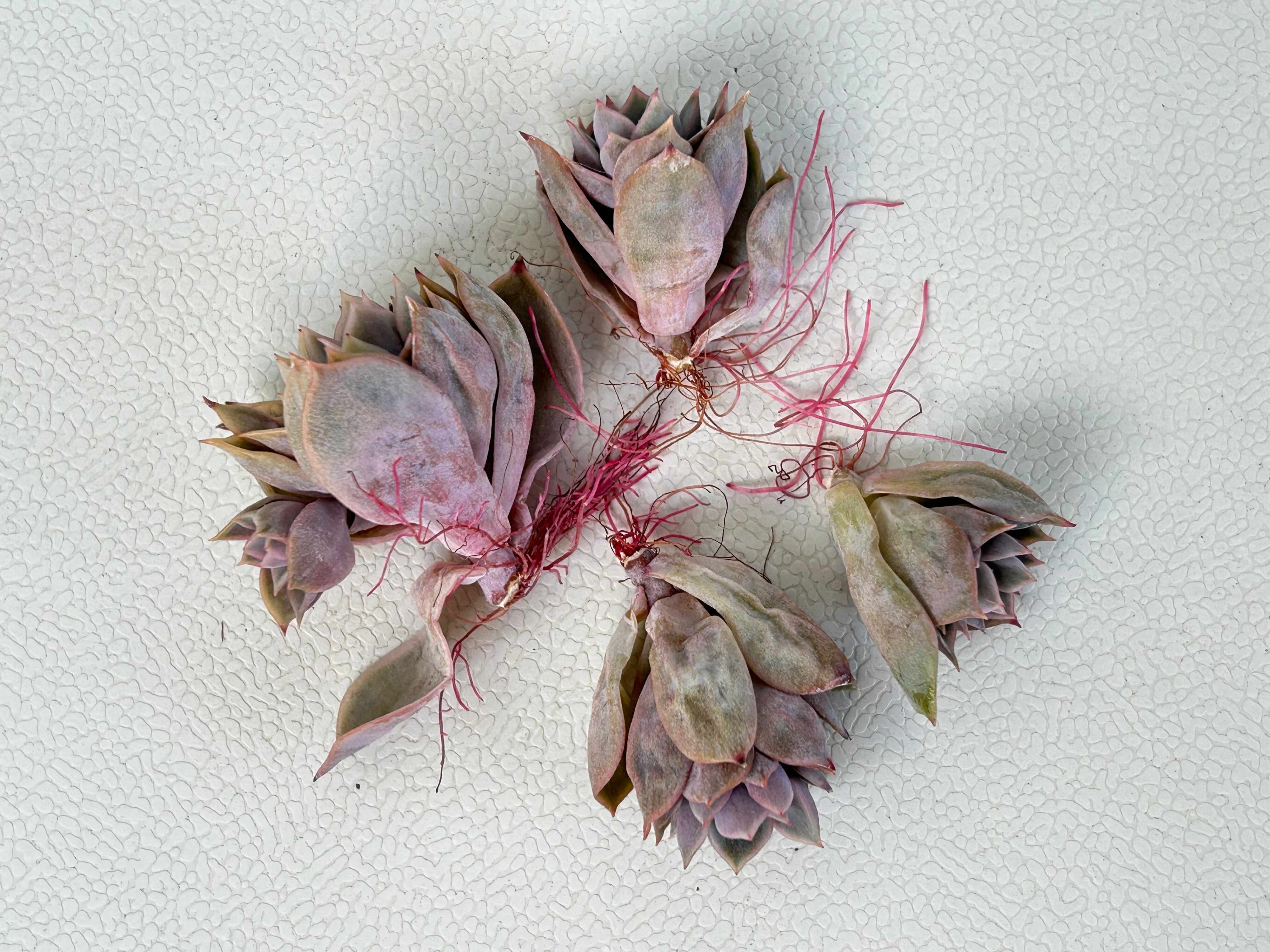 多肉植物 生命力