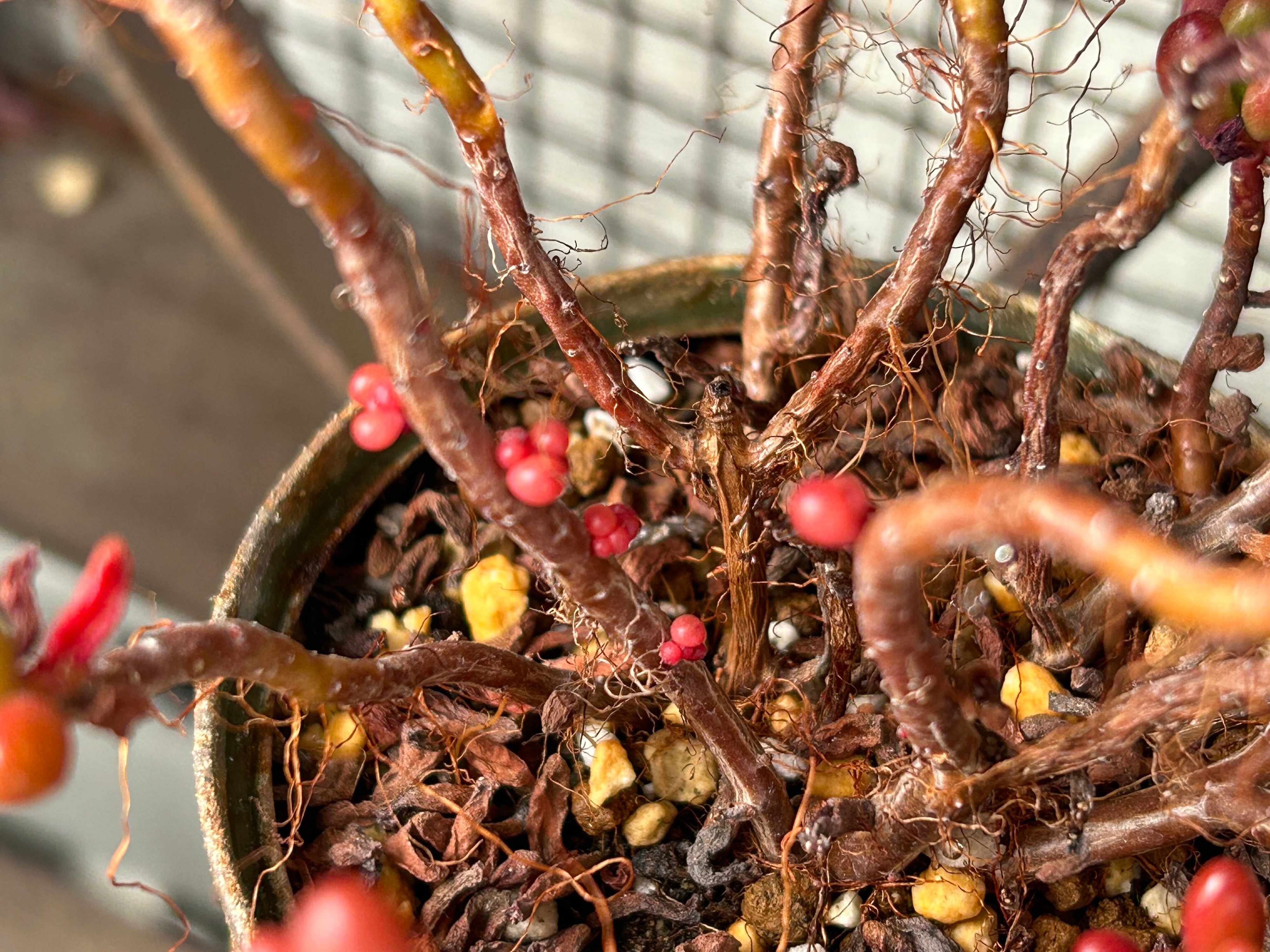 多肉植物 生命力