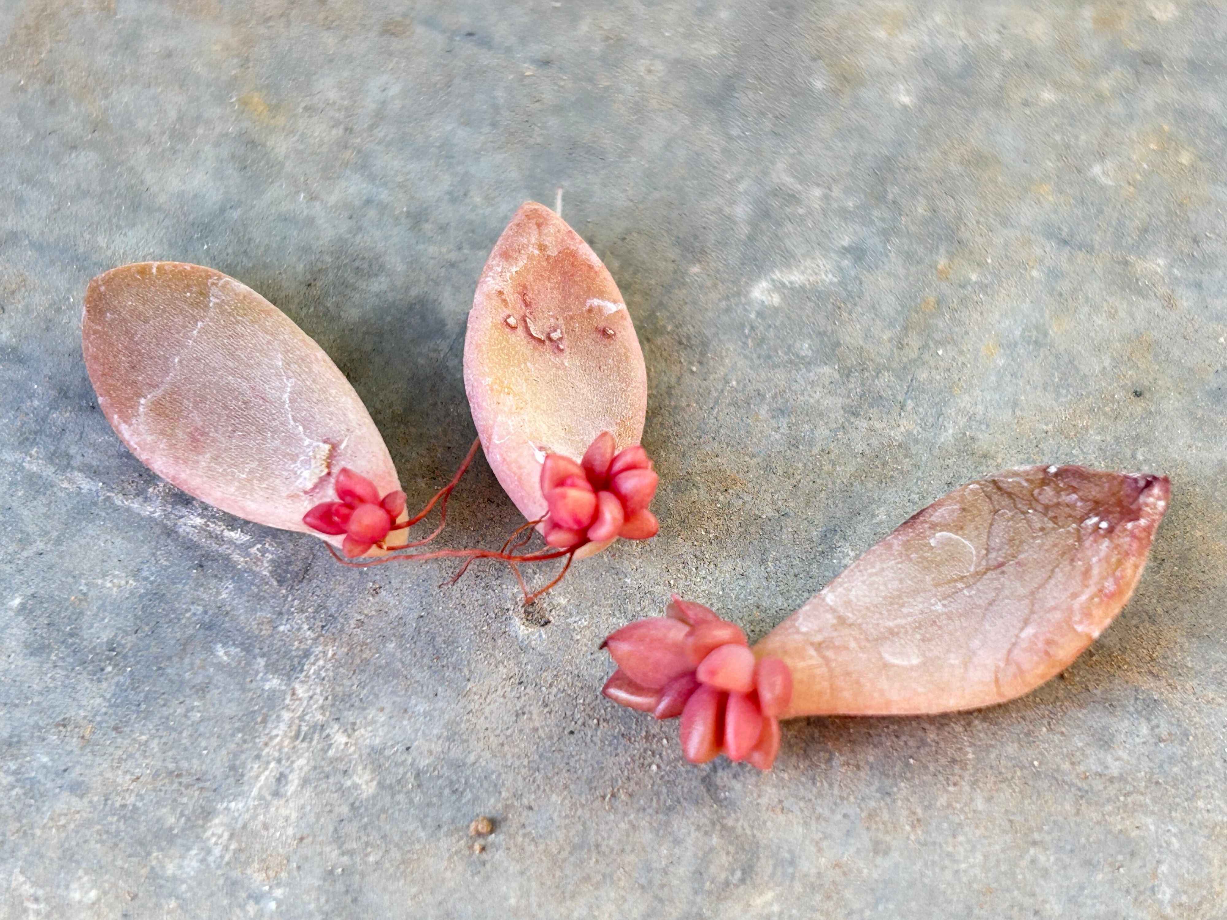 多肉植物 生命力
