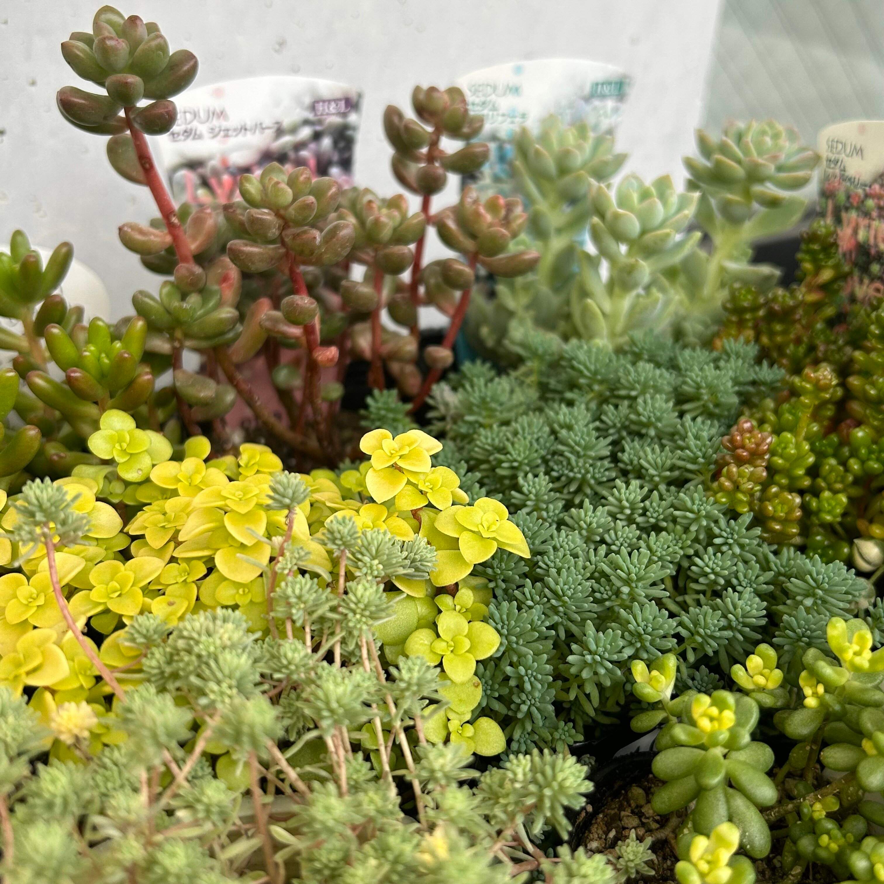 多肉植物 選び方