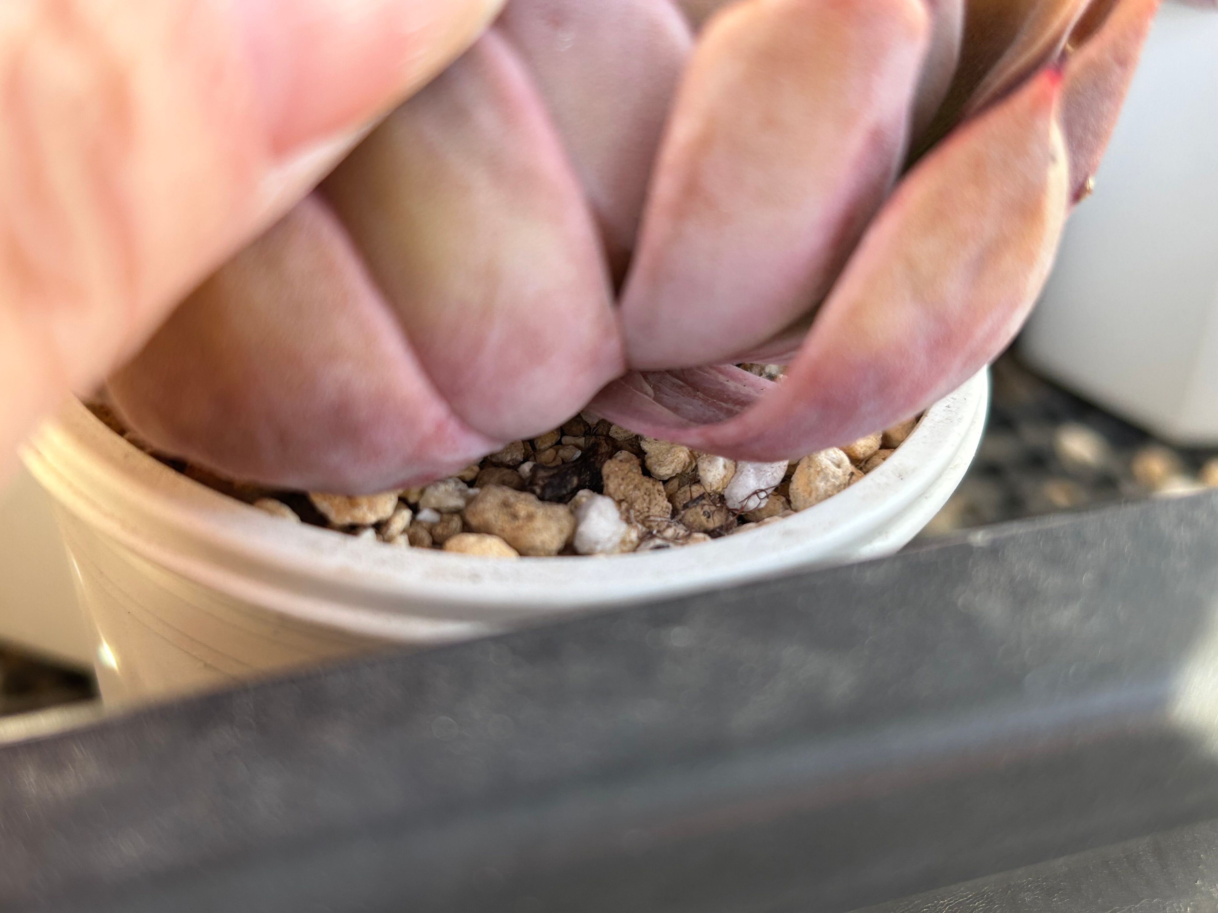 多肉植物 選び方