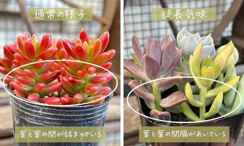 多肉植物 選び方