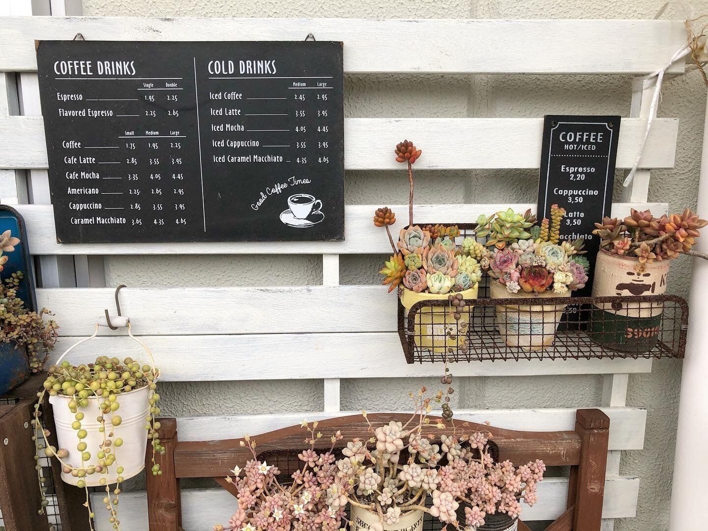 多肉植物 育て方 初心者