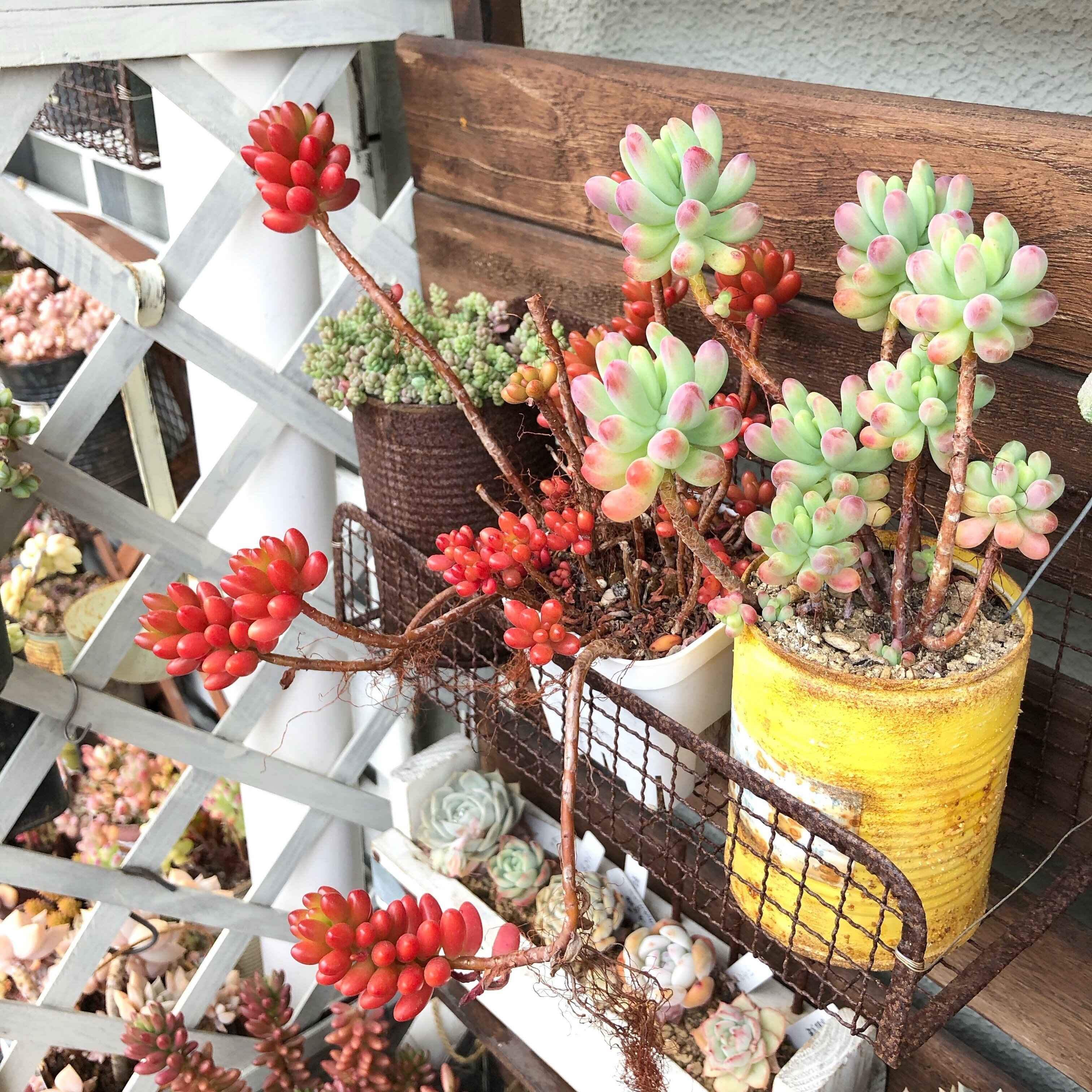 多肉植物 初心者 育て方